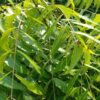 Li6 ®™ Pure Fresh Neem Leaves - 300gm - Neem of Leaf (Neem Ki ped Ka Patta, Patte, Patti) - Image 2