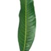 Li6 ®™ Fresh Mango Leaves - Pack of 25+ Leaf - Aam Ke Ped Ka Green Patti, Patte, Patta - Mango Leaves for Puja - Image 2