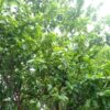 guava tree