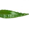Li6 ®™ Fresh Pure Organic Ashok Leaves - 100 pics - Ashok Pati Indian Asok Patra - Image 3