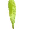 Li6 ®™ Fresh Pure Organic Ashok Leaves - 100 pics - Ashok Pati Indian Asok Patra - Image 2