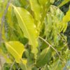 Li6 ®™ Fresh Pure Organic Ashok Leaves - 100 pics - Ashok Pati Indian Asok Patra - Image 4