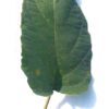 batwas leaves