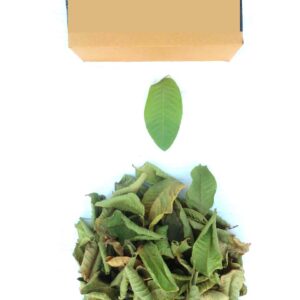 dry guava leaf