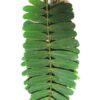 emli leaves