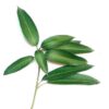 fresh mango leaf