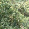 guava tree
