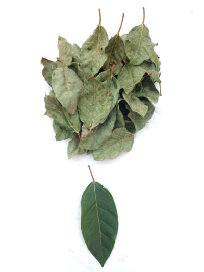 gular dry leaves