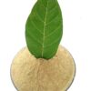 Li6 ®™ Gular Dry Leaf Powder 150 Grams - Cluster Fig Guler Dried Tender Leaves Powdar - Image 4