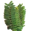 imli leaf