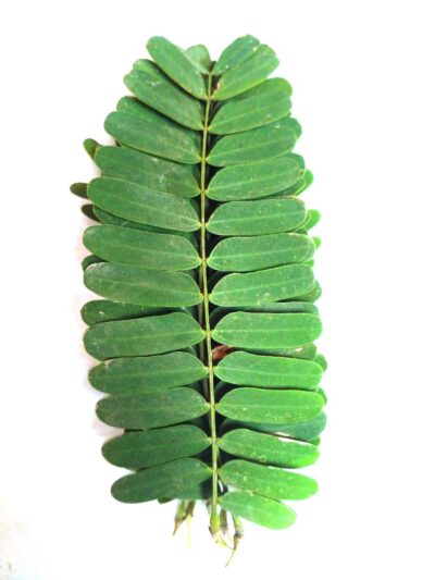imli leaves