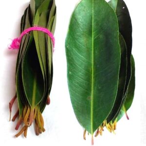 Li6 ®™ Jamun Leaves ( 100 Grams ) Jamun Ke Ped Ki Patti, Patte, Patta - Jamun Of Leaf