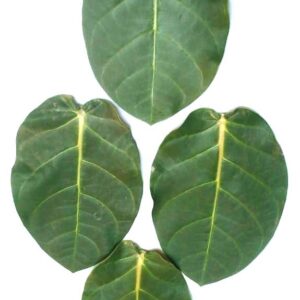 madar leaf