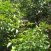 mango tree