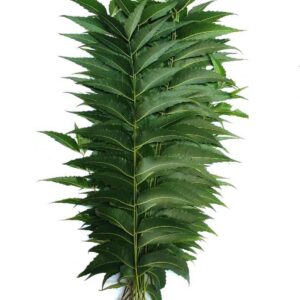 neem leaf