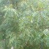 neem tree