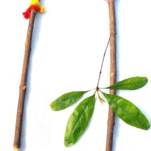 pomegranate stick for writing mantras