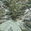 Tamarind Leaves
