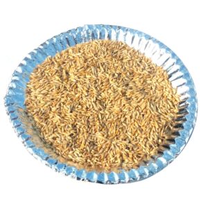 jau seeds for pooja
