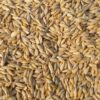 jau seeds