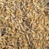 Li6 ®™ Pure Natural 100% Jau Seeds for Pooja & Havan - Pack of 900 Grams - Jao, Jo, Jaw Jau, Jav Seed Puja Aur Hawan Ka Samagri - Image 2